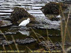 83 - Galway